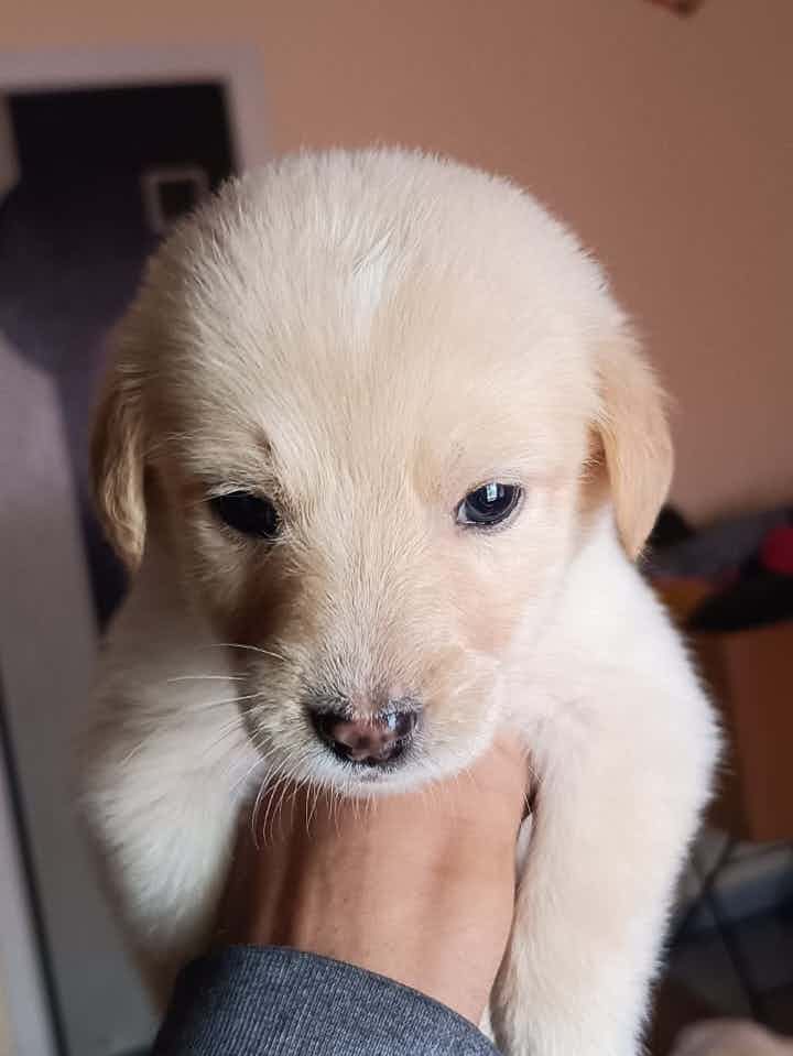 Bangalore adoption appeal for these ladoos . We have gotten one laddoo adopted . We have two more left .   They are 45 days old female indies   WhatsApp 9110698650 ( no calls )