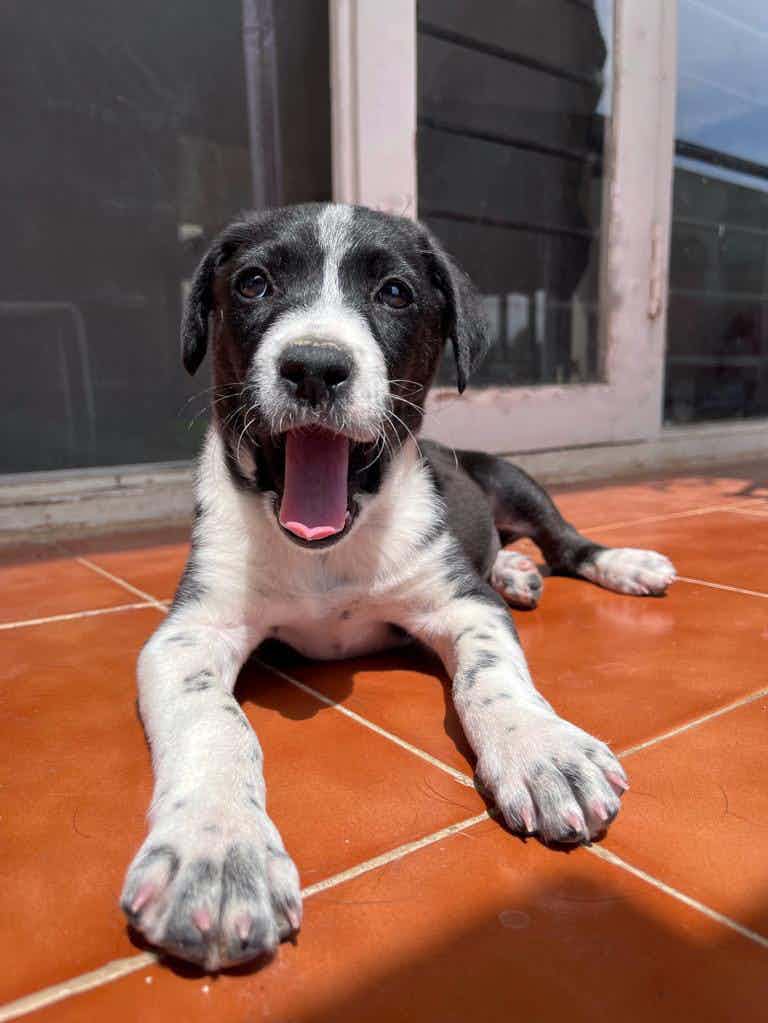 Bangalore adoption appeal :

Chloe is a female pup that is absolutely adorable and loves cuddling with her human. She is great with dogs and loves playing with them. She has been dewormed and will be getting her vaccinations soon. The sweetest pup ever, she needs a loving home where she is pampered and adored. She would be a great addition to your family and will love you with all her heart. ❤️🐶

Pls WhatsApp on 9110698650(no calls ) to adopt Chloe .

Adoption procedures mandatory . 

If your against sterilisation kindly don’t apply . 

Call backs will be only given if your form suits the requirements.