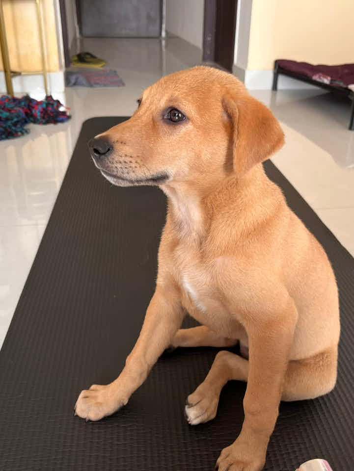 Bangalore adoption / foster appeal   Introducing tipsy !   Tipsy is a cute 45 days old female indie   She is vaccinated and dewormed 🐾❤️  She is very friendly with dogs & humans 🐾   She loves to cuddle with hoomans like a cute teddy bear 🧸   To adopt this cute munchkin WhatsApp us on 9110698650 /+91 83909 52904