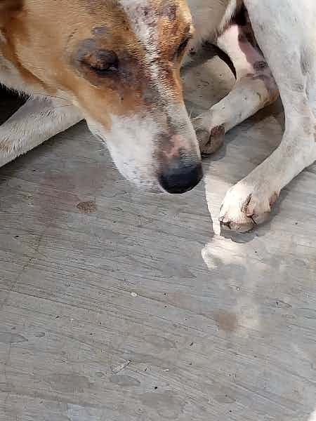 Hello, Greetings 
Have posted pics of 2 dogs with some infection on face and upper back. One of these has infection on face, and upper neck and body. What medicines I can give, for how many days. Kindly help.