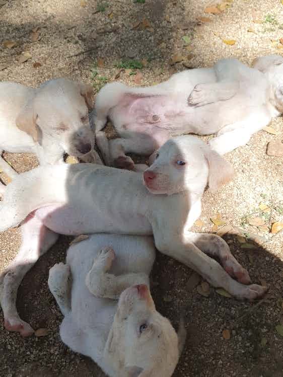 Rajapalayam Puppies for adoption

45 days vaccination done 

To adopt puppies please message or call us on
WhatsApp / dm 8050905074