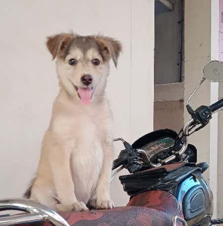 This is my 3months old puppy dog she bite all of them in my house wt can do please suggest