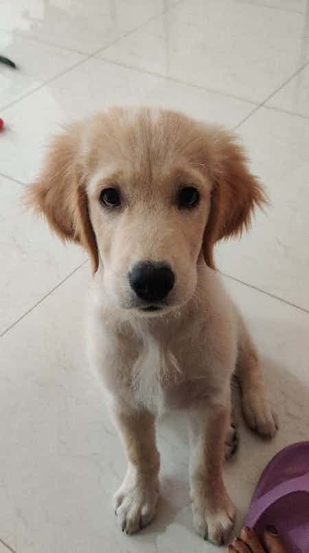 Hello to all,,my pet golden retriever (GUM GUM 😁)had received two vaccine, third will be for rabies, can I take him out after that. I can't wait to go out with him 😍