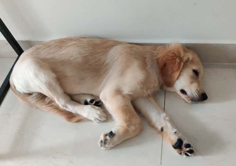 Hi all I am looking for a day care person for my dog , 4-5days a week from 9am to 8pm  ( timing is not fixed as of now) as I have to start going to work again. I stay in jp nagar Bengaluru.suggest me someone or some options. Please