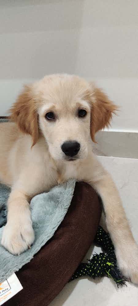 My puppy is golden retriever 2.5 months old and he is having teething issue, he wants to chew everything literally including my hand or legs. I Heard somewhere giving them ice cube is good for teething! Just wanted to confirm the same, is it ok to give him ice cubes?