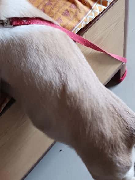 Hi Doctor I can see a small lump on my 3 month old lab puppy.sharing the pic.can you pls guide 🙏