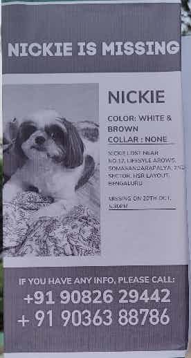 Hey guys, 
For all those who live in hsr or around the area please do help find nickie.
She was lost on the 20th of this month and last seen near hosapalya road.
If you guys have any information please do contact the number on the poster. Thank you