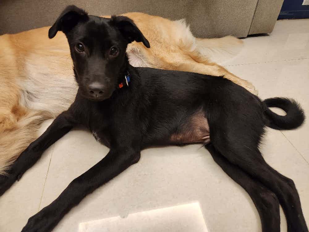 Name : Chintu
Breed : Indie Lab Mix 
Age : 3.5 months 
Gender : Male
Vaccination: Done. Further, 2 more vaccinations will be sponsored
Neutered  : No. As he is too young. But will be sponsore.                                  Poo Trained : Yes
Personality: Extremely friendly with humans and other dogs.