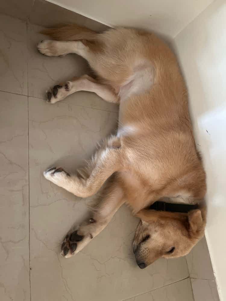 Whiskey got his bath today from Kuddle team and is peacefully sleeping now. I am sure he is feeling very relaxed after the bath. Thank you Shivakumar and team for being so gentle with him.