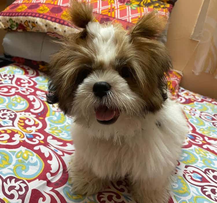 This shih Tzu is amazingly friendly and very happy dog. Just looking for a perfect house to have someone to play with him and love him.