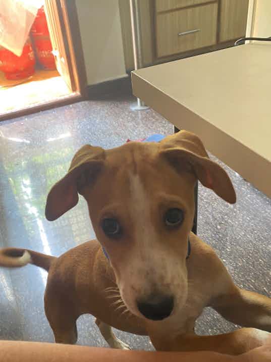 Goku is a cute little energetic bundle of joy. We rescued him from the street when he was hardly one month old, he was a little scared at the start but is very playful and friendly now. He is vaccinated and dewormed. Looking for a nice loving family who can adopt him.