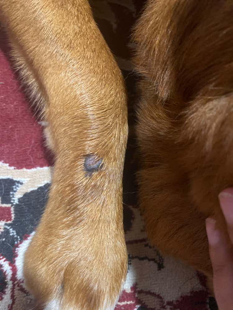 Hi 
My dog is having this wound from past few months . Consulted many drs it’s not healing ! He is licking it a lot . Earlier it was red but now it’s turned black . 
Can anyone tell me what is this nd why is not healing properly !!