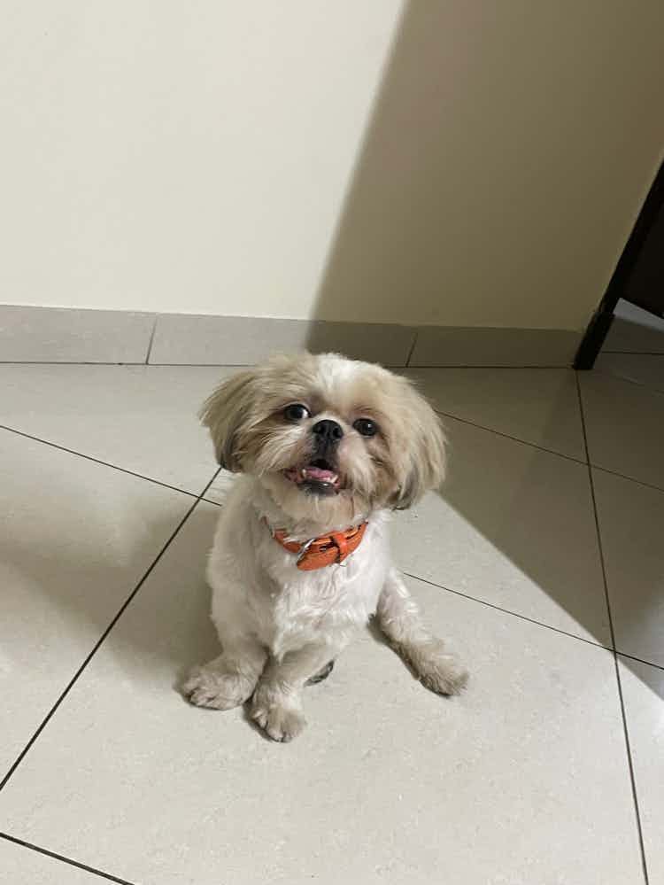 Looking for a male shih tzu for my Suzy