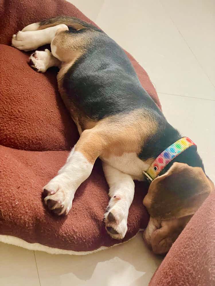 Very Playful and cute dog. Loves meeting new people and plays with them. Unfortunately we are giving him away because we have to relocate to Dubai due to my job.