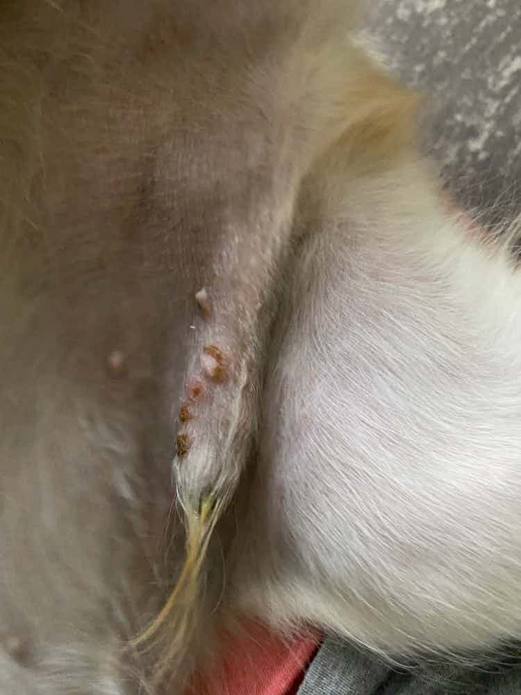 My dog got this allergy on his private parts, does it spread to other body parts also