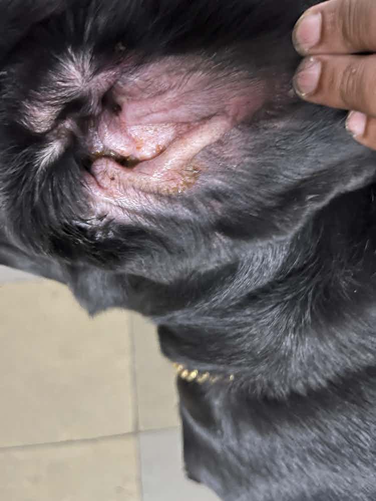 My dogs ear got hurt, I have been cleaning with ear drops and cotton swabs. Do I need to do anything different? It’s also scratching it with its paws. Can someone please suggest me.