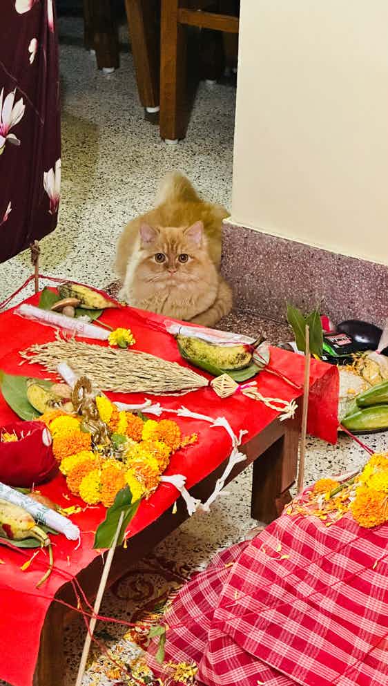 I didn’t even train her to understand the God or Puja concept But she figured out herself. Me and my family is very amused by her behaviour of sitting quietly beside the idol or the Puja space. 
You are so intelligent my baby girl!!!