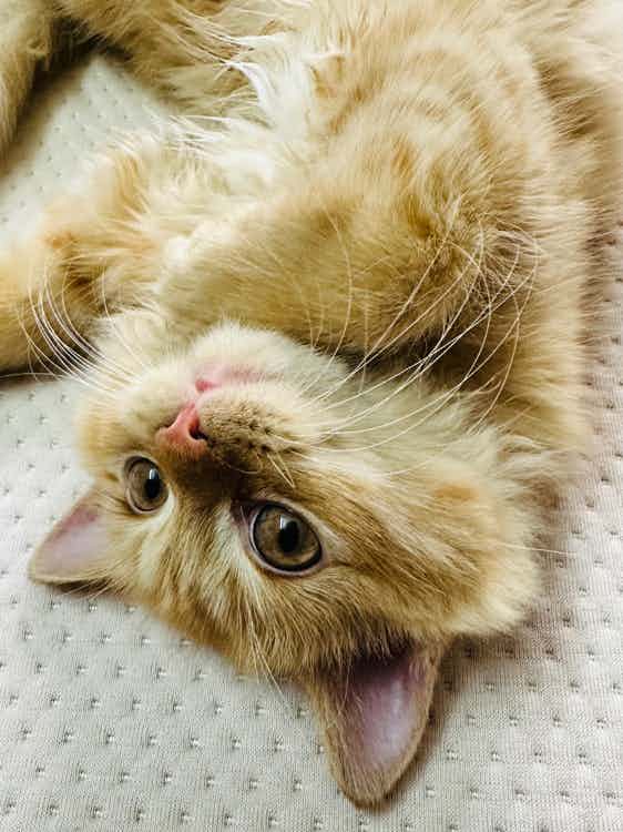 Hellowww ! Can you guys follow meoww !!

https://instagram.com/chini_the_persian_cat?igshid=OGQ5ZDc2ODk2ZA==