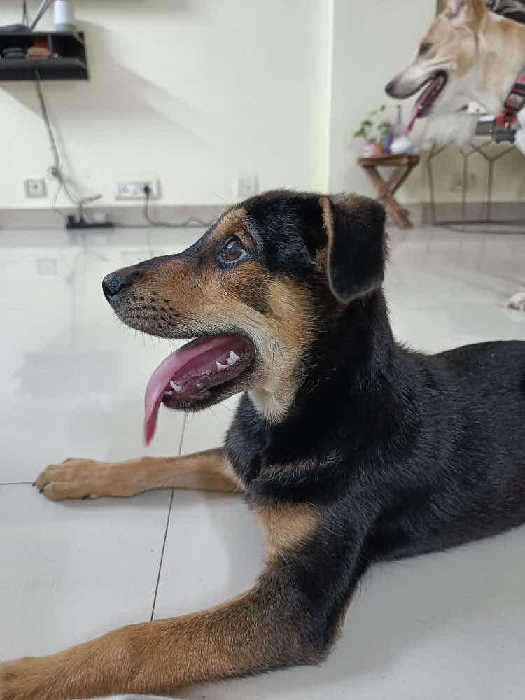 This cutie was abandoned in an Amazon box with a packet of pedigree. He's great with humans and other pets. Super playful, always hungry and 💯 good boi.