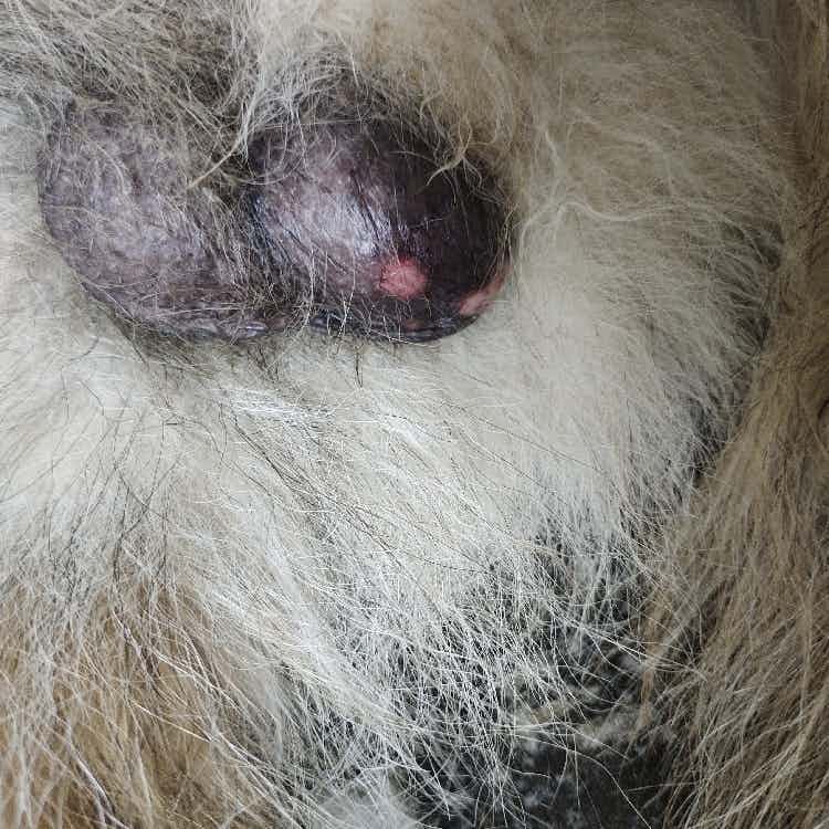 Can you advise how to treat this infection? What is this called ?