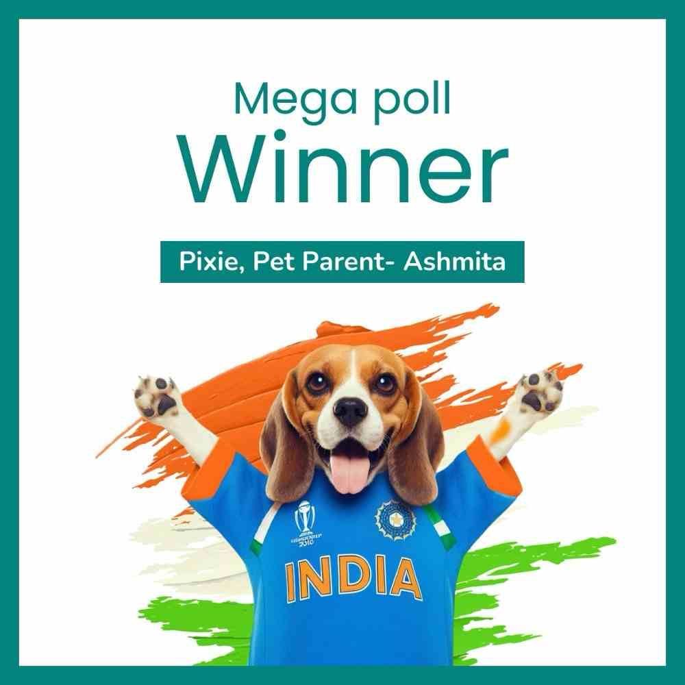 Mega Poll Winner Announcement 🥳🥳🥳

Pixie (Pet Parent- Ashmita) are the lucky winners of Poll 1/5 for correctly predicting Team India’s score in today’s match 🏏🇮🇳

Congratulations on winning a Free grooming session from Kuddle 🐶

Offer valid till 26th November, 2023 🚨