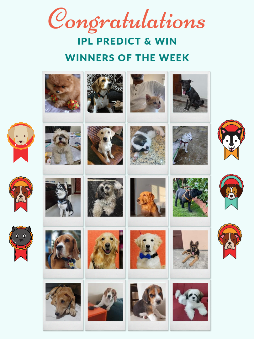 Cheers to the victorious winners of last week's Predict & Win polls 🥳🏆

Can you spot your pet? If yes, let us know in the comments 🎁 If no, then vote on today's poll, and 3 Lucky Winners will win FLAT Rs. 300 OFF on their next Kuddle service 🐶😺