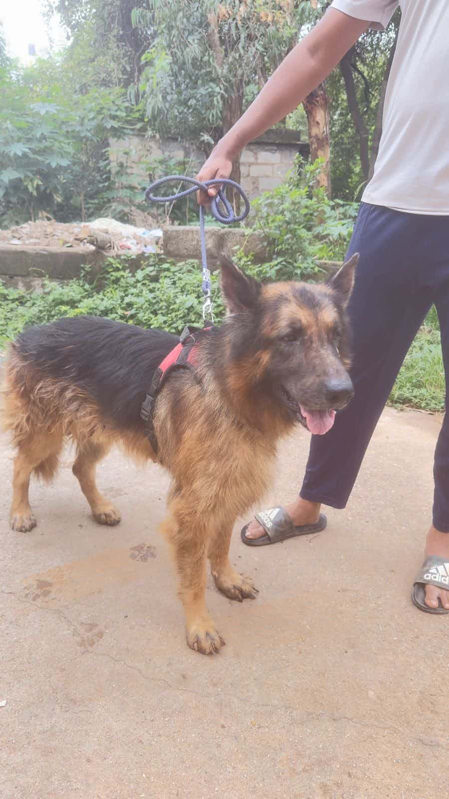 A young German shepherd dog found near SLV Defence Lavender Apartments (Yelahanka)

Location pin: https://g.co/kgs/q4kFqe

If anyone knows anything about his parents, please reach out to Mr. Atish (+91 90082 69091) or drop a comment. 

Share this post with your friends in Yelahanka to help us find his family.