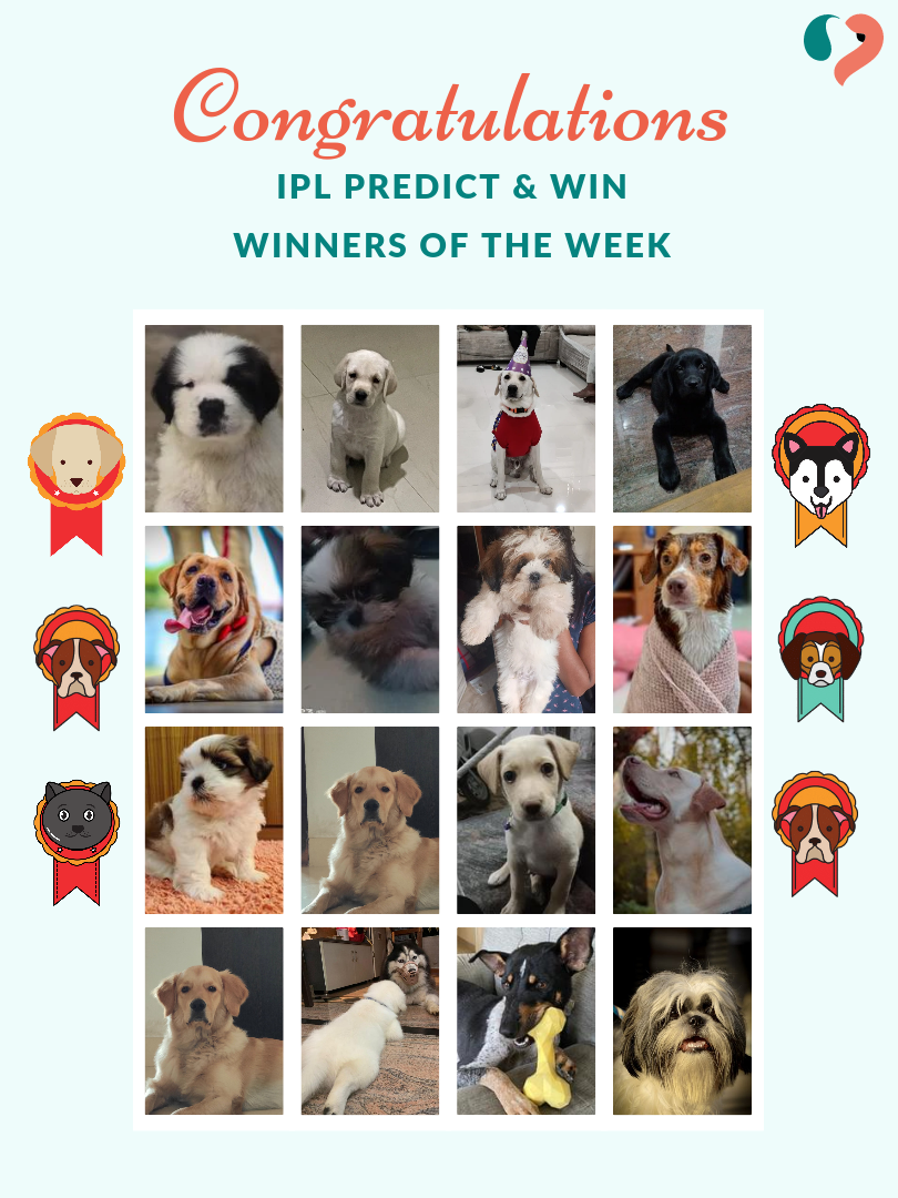 Cheers to the victorious winners of last week's Predict & Win polls 🥳🏆

Can you spot your pet? If yes, let us know in the comments 🎁
