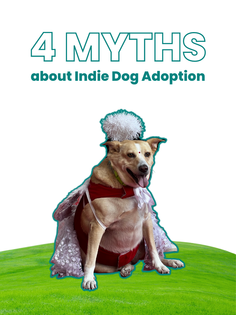 There are tons of myths around Indie pet adoption. Discover the truth, and open your hearts to a loyal companion ❤️

If you're an Indie pet parent too, drop your story in comments to inspire others or drop #indiesarecool 🐶🐱