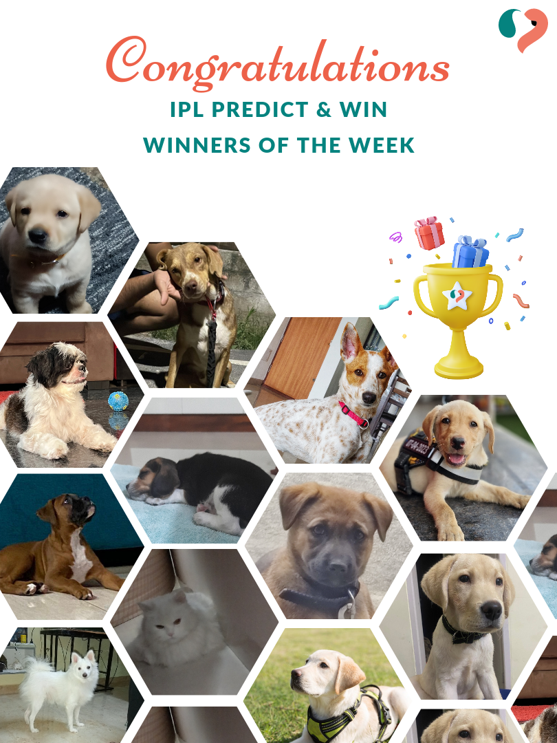 Cheers to the victorious winners of last week's Predict & Win polls 🥳🏆

Can you spot your pet? If yes, let us know in the comments 🎁 If no, then vote on today's poll, and 3 Lucky Winners will win FLAT Rs. 300 OFF on their next Kuddle service 🐶😺