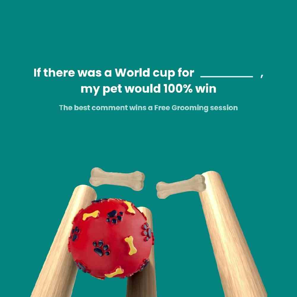 Comment your answers and let the World Cup fun begin 🏆🏏

Don't forget to like the comments that you like the most to make them win. The lucky winner gets a Free grooming session 🐶😻

Valid only for Bangalore residents. Valid till 15th October, 2023 🚨