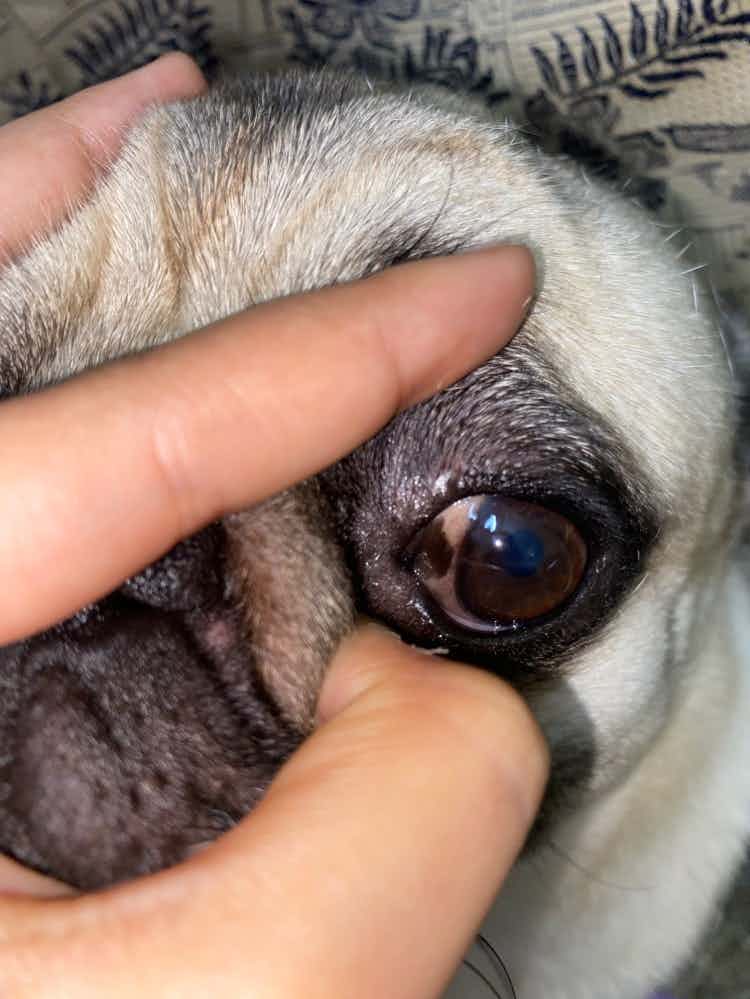 My dog have black spot in his eyes please tell me is it harmful