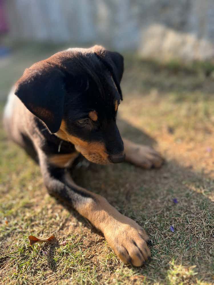 Hi! I’m fostering a puppy called Feb. 

He’s around 2 months old, I found him near combo plates, bannerghatta on 19th February. 

Seems to be a Rottweiler or Doberman mix. 
He’s a very healthy and extremely friendly boy. 

Deworming and flea spray - done
Vaccination scheduled - soon

I’m a college student making it difficult for me to continue taking care of him. 

Any family or tenants who would love to adopt this sweet boy, please contact: 9686957303,