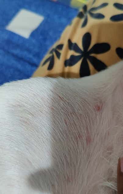 I have a pet Coco. She is 1.5yrs old Beagle. Recently I started seeing some rashes on her rear legs. Can you please tell me if it is fine or is there any medication that I will have to give her?