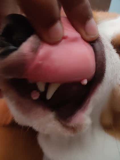 I have a Beagle, coco. She is 1yr old. Recently she started getting a lot of blisters in her mouth. This seems to be due to oral papiloma. Should I be worried about it? Is there any natural remedy or supplements