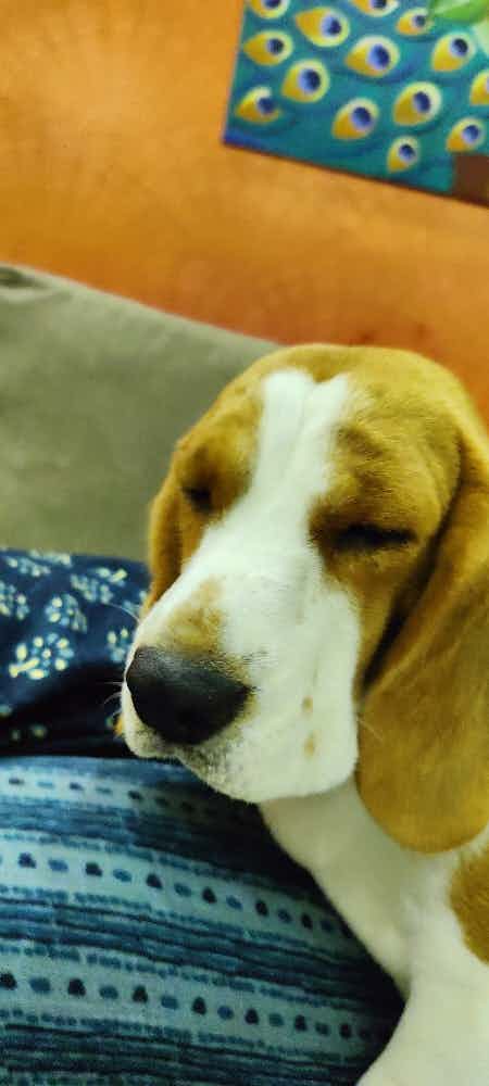 Our pet coco is a 1.5yrs beagle. For past 3 weeks, mostly she has her eyes half closed. Her eyes are not too reddish. Its kind of squinting. Is this something serious? Any eye drops I can try?