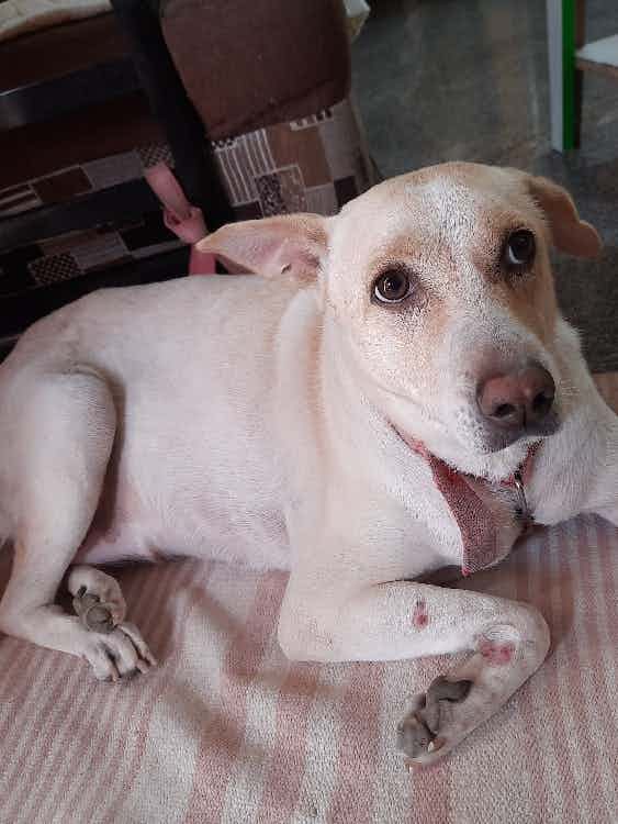 I need NGO service for our khusi ,  as we are unable to taking care for our khusi,skin infection are not getting recover,  Please somebody help me out , also we are going out of station, If we can leave it to NGO they can take a good care of her.