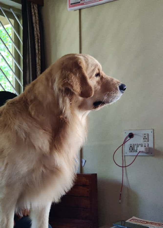Hello,

I'm searching for a mating partner for my Golden Retriever "Rana" (M, 2.5 yrs old), extremely loving and obedient certified good boy, pure breed without papers.
If you have a female retriever in south Bangalore, reach out to me on whatsapp on +919880396703