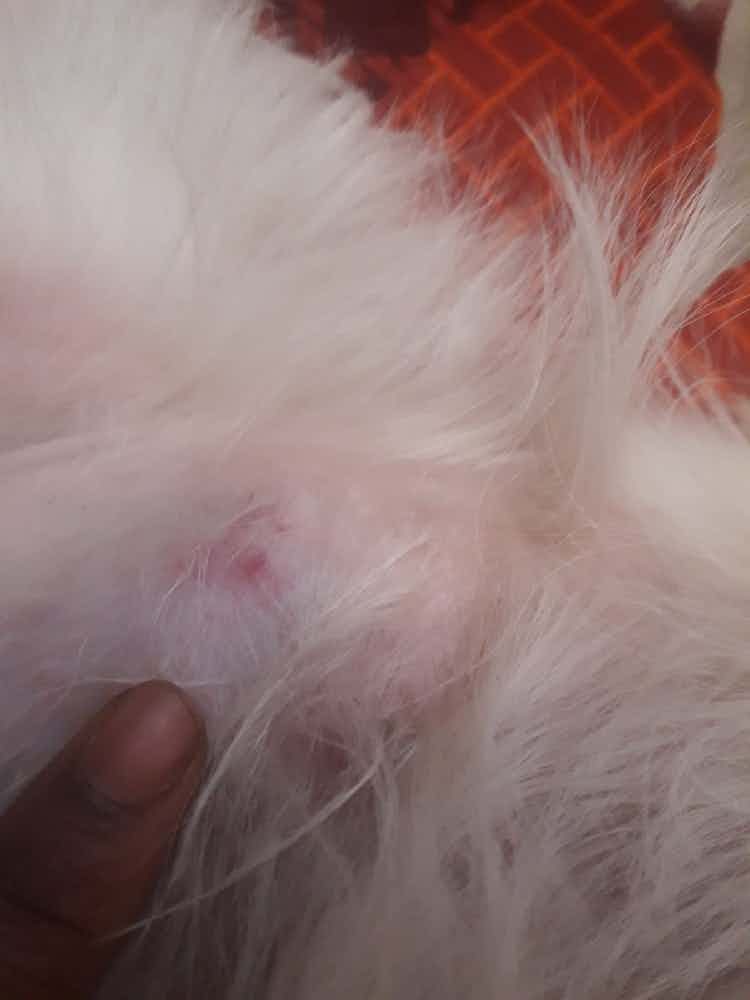 My shihtzu skin as getting rashes pls suggest any medicine and tell me why this happend infound 3 sides like this I have consulted doctor also but also it didnot get cure pls suggest what we have to do doctor