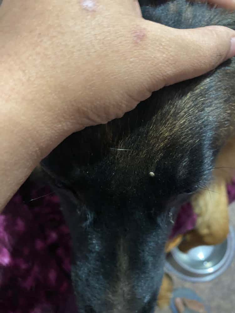Found a tic on my GSD today. I removed it, but I am scared that there may be more in his body. What to do?