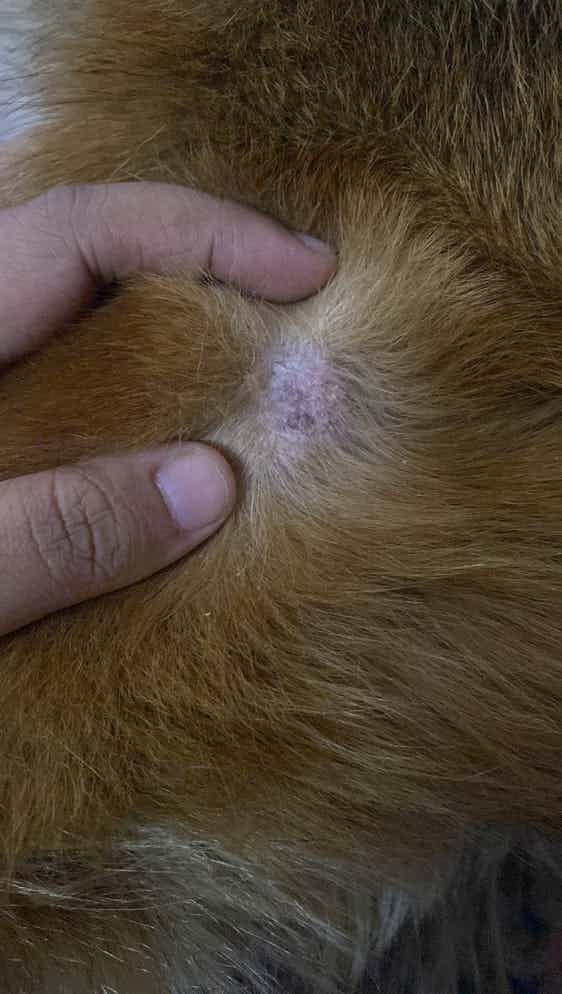 Found this bump on my pet today, any idea what it is?