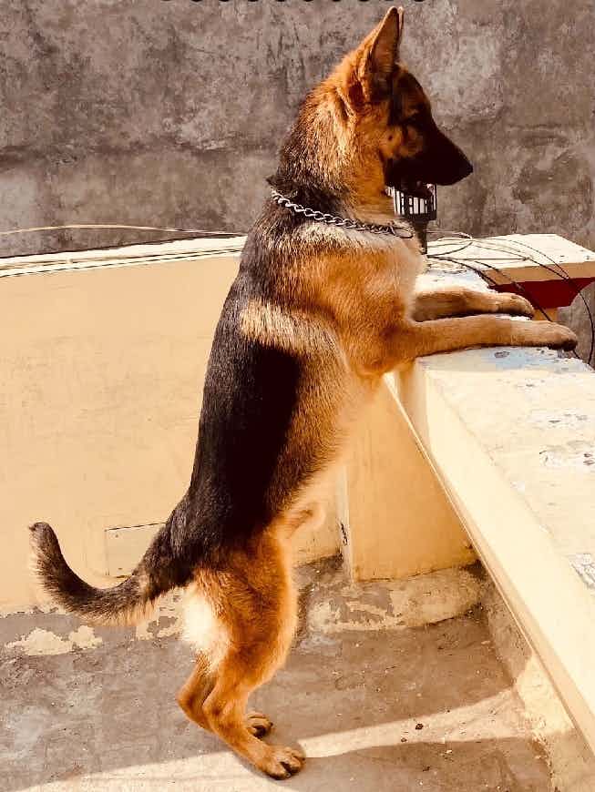 He is well army trained, follow basic commands, playful, vaccinated. Want to give him for adoption as relocating from Bangalore. Genuine caretakers contact.
