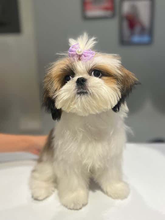 Hi, I have 6 months old shih tzu, even after 6 months she has more of cereals and royal cannian only, she doesn’t have rice or vegetables. When we mix rice and chicken she just have chicken and nothing else. Currently she weighs about 3.7 kg ( is this weight fine for 6 months old ) 
Pls suggest