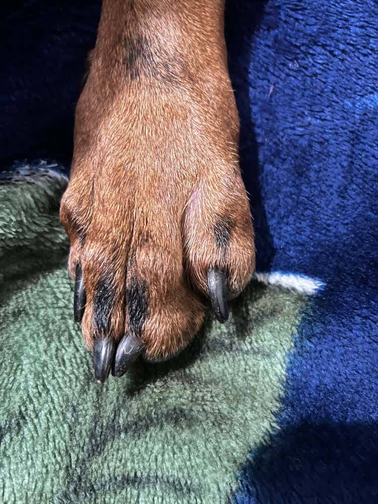 My 6month old Doberman has a swollen paw (just one pad). He’s in pain, he cries at times. Doesn’t allow us to touch either. As far as I looked, unable to find any foreign object. How should I treat it? And what all could be the possible reason?