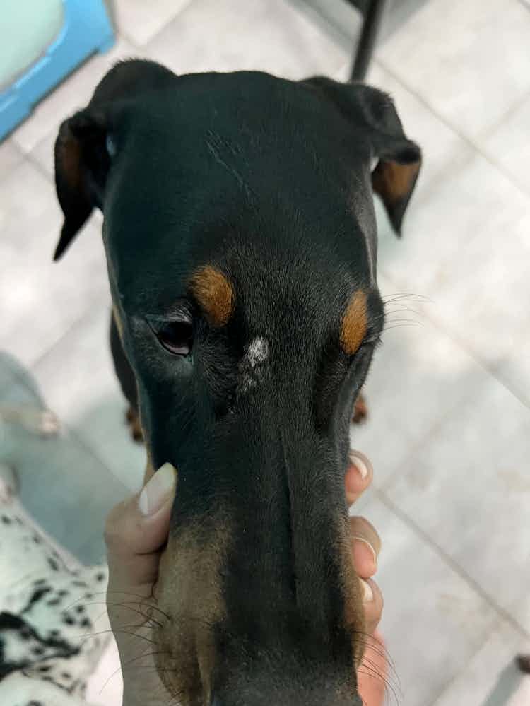 Hello, my 5 month old puppy have this patch(hair loss) on his forehead. No dandruff. What can be done?