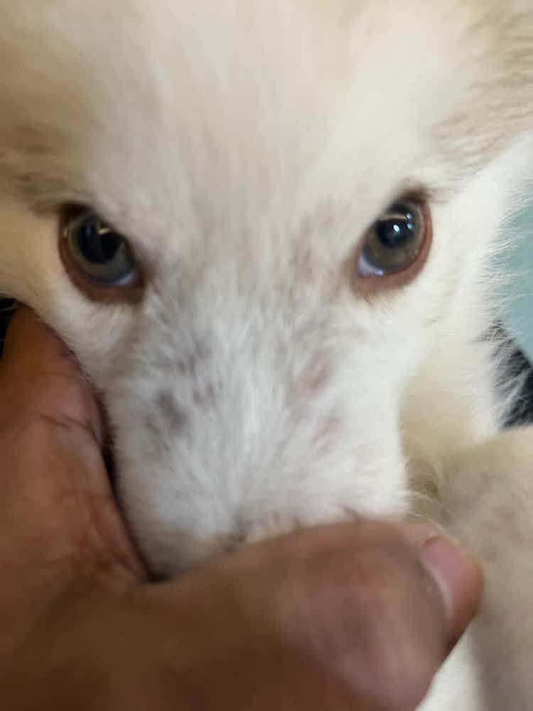 2 months old husky losing hair over nose. What can be done. Please help