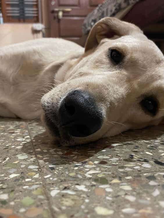Fully vaccinated 11 months old Labrador male is there for free adoption. Anyone interested, pls WhatsApp @9740233110