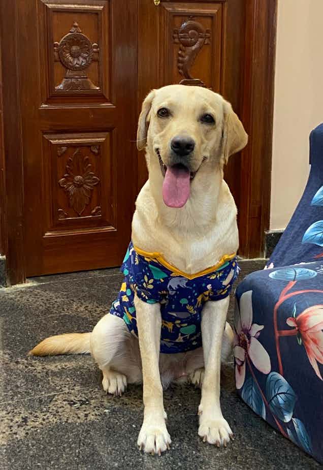 Hello everyone.

I am looking for someone who can spare some time as a sitter for my dog, Mylo, coming Sunday (17.09.23) as my wife and I have to go out for some personal work, which might take 6-7 hrs.

Preferred location- Rammurthy Nagar / T.C Palya/ Hoodi area.

Mylo is a female lab mix, extremely playful and lovable. FYI, she is completely vaccinated too.

Please reach out to me at 8050913403, if anyone is up for it.
Thanks a bunch in advance.