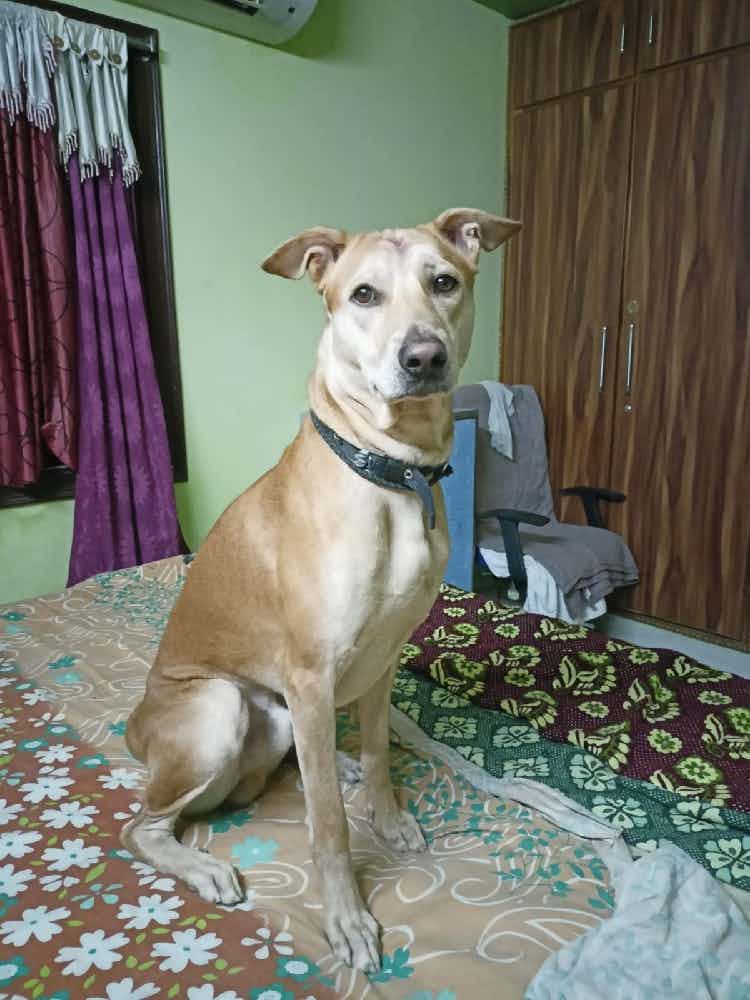 Can anyone please help us
My dog name is rex of age 2 and half years old. He is quite aggressive when outsiders visit our place. It's very hard to control him. If he is out of leash and free he will attack them. What to do?