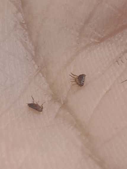 Found these weird looking tick-like creatures on my cat's chin. Any idea what they are? Attaching a zoomed out picture for scale.